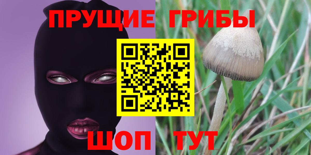 Кудрово  где найти наркотики  Вход с VPN  Псилоцибиновые грибы Magic Shrooms 